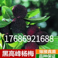 東魁楊梅苗果樹(shù)苗 正宗嫁接楊梅樹(shù)苗 特大早熟南北方種植當(dāng)年結(jié)果